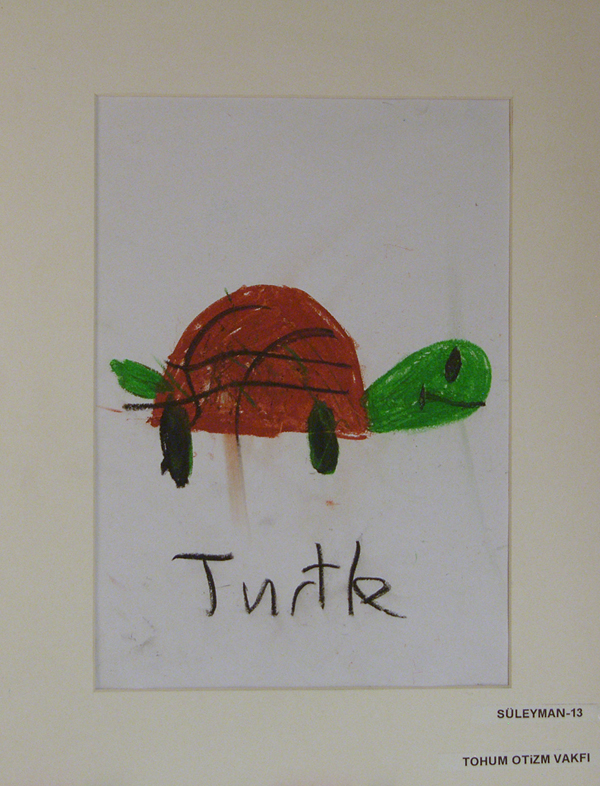 suleyman_turtle