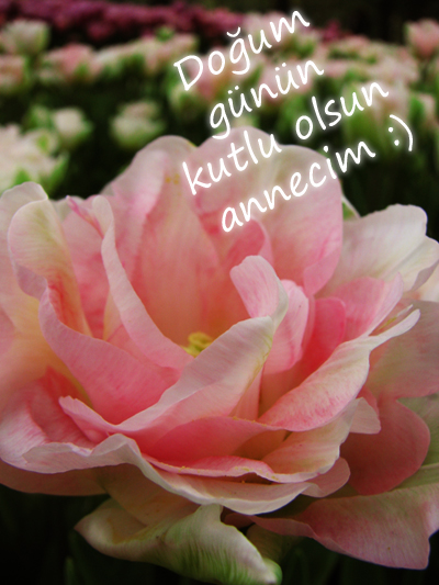 anneme