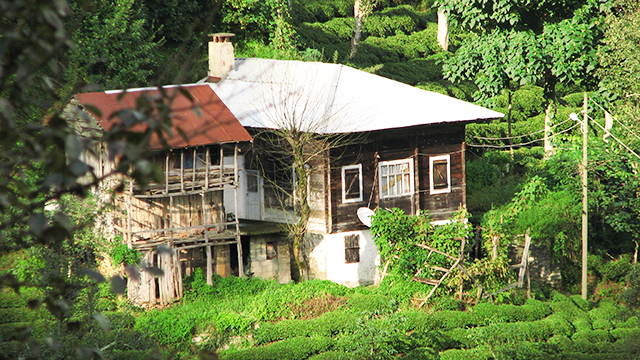 rize