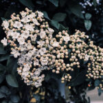 Yves Rocher Serum Vegetal İle Sımsıkı Ve Dolgun Bir Cilt