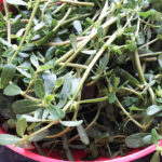 Browni Kurabiye {video}