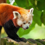 Ginger İstanbul Kurucusu Yasemin Önal’dan Bal Kabaklı Kek Tarifi